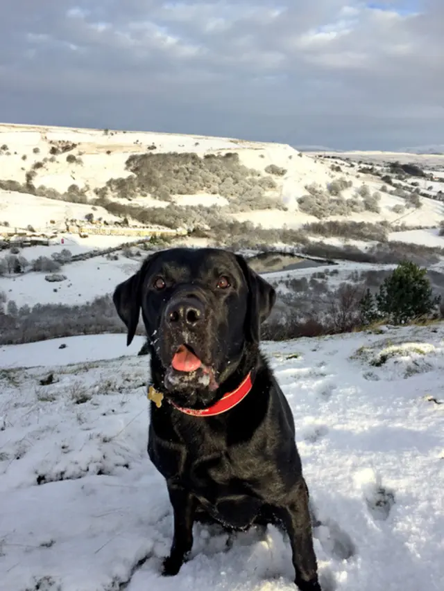 Max the dog in snow, Aberdare