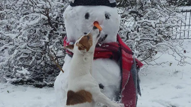 Terrier biting a snowman's nose