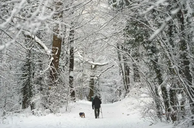 Snowy woodland near Mold, Wales