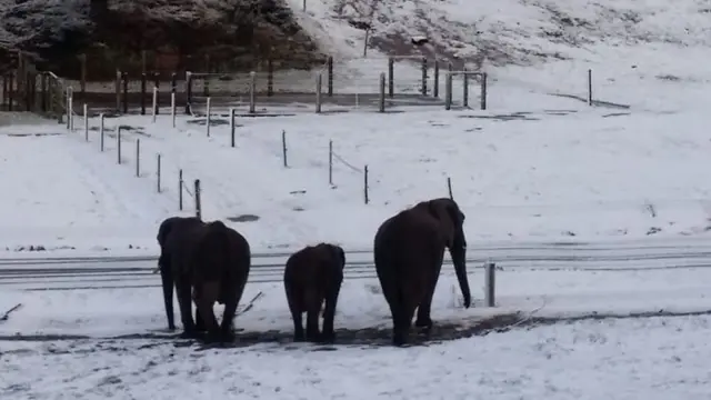 Elephants at West Midlands Safari Park in Bewdley