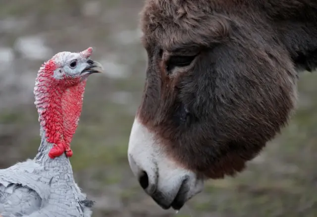 Turkey and donkey are seen in a farm in Bodony, Hungary, December 6, 2017