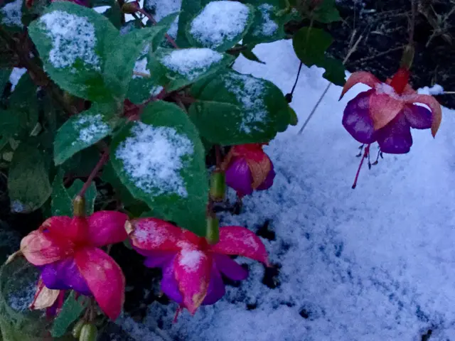 Frosty flowers