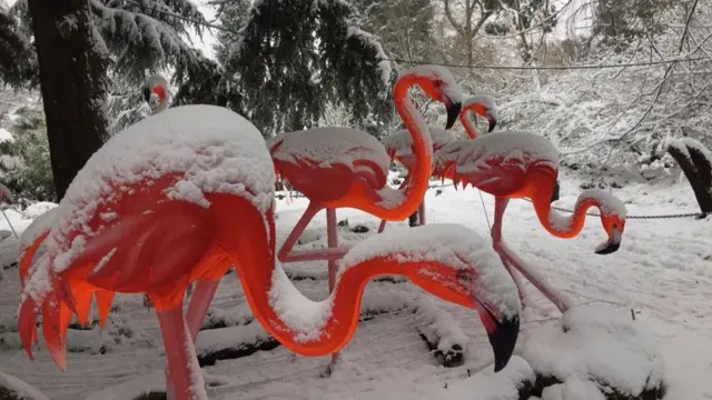 Flamingos in Kings Heath