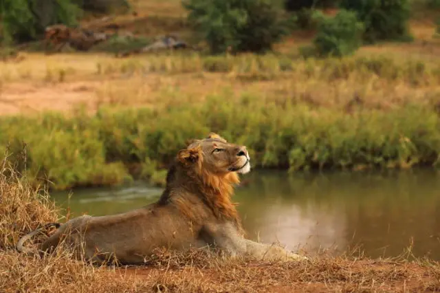 A lion relaxes on the banks of the Luvuvhu river at the Pafuri game reserve on July 21, 2010 in Kruger National Park, South Africa.