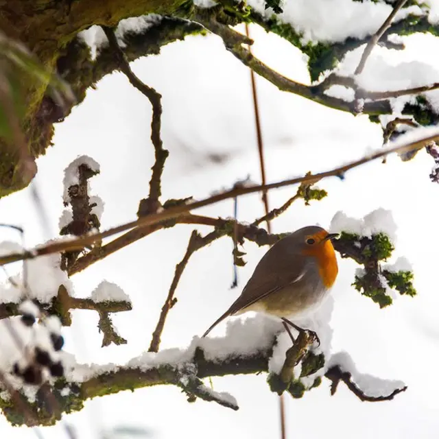 Robin in Bromsgrove