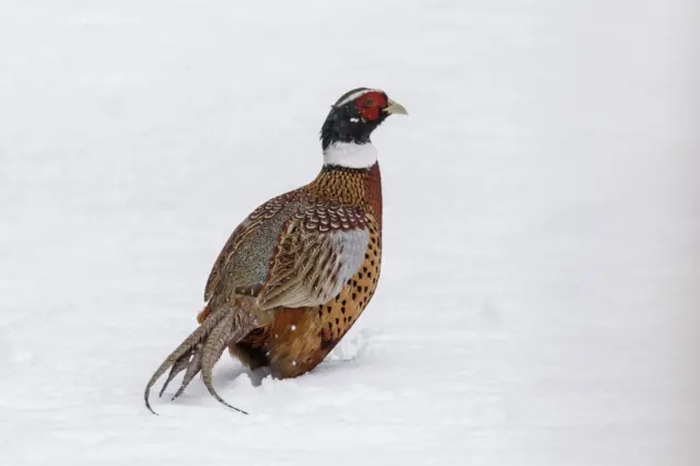 Snow and bird in Evesham