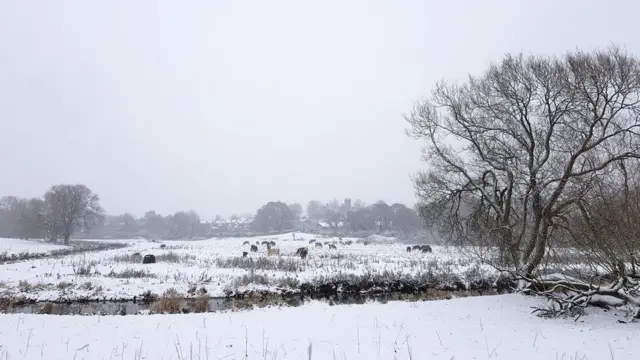 Snow in Stafford