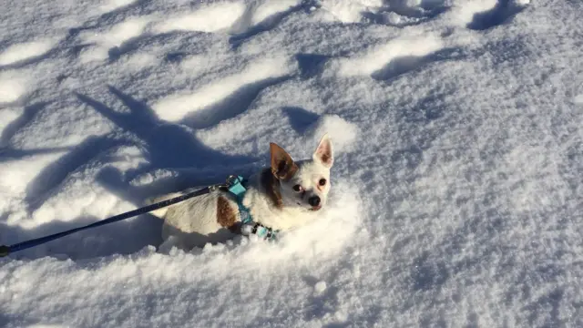 Ziggy the dog in snow