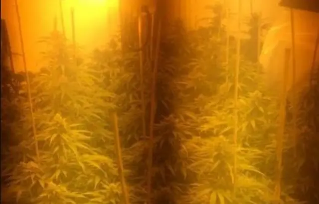 Cannabis in house