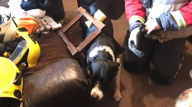 Dog stuck