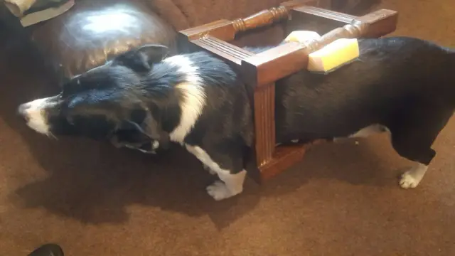 Dog stuck