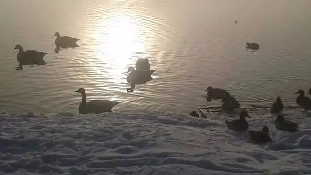 Ducks in Worksop