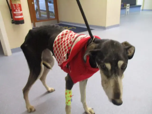 Lurcher dog