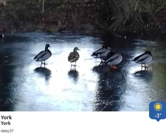 Ducks