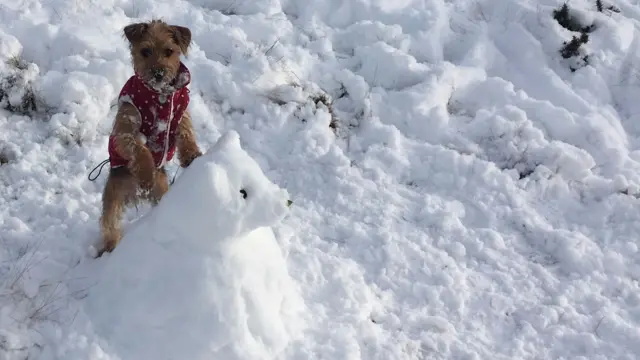 Dog with a snow dog