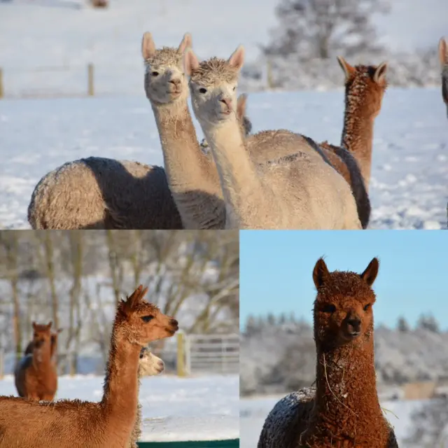 Alpacas in Shropshire