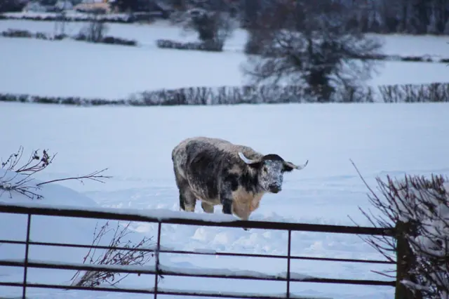 Bull in Shropshire