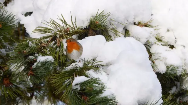 Robin in snow