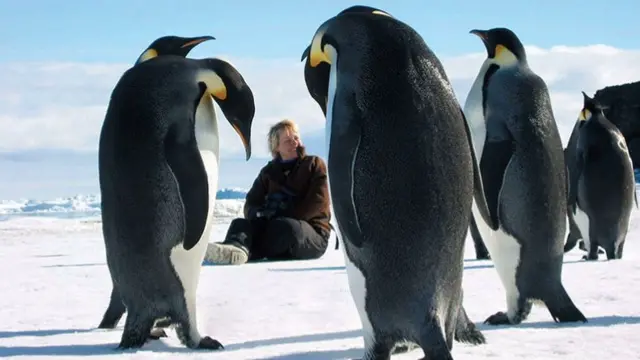 Penguins