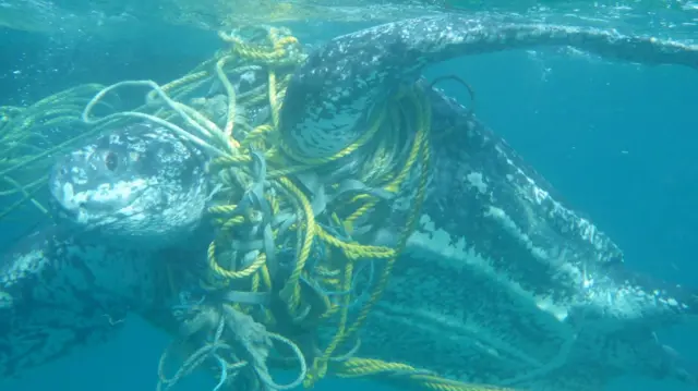 A Leatherback turtle tangled in fishing rope