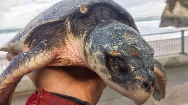 Rescued turtle