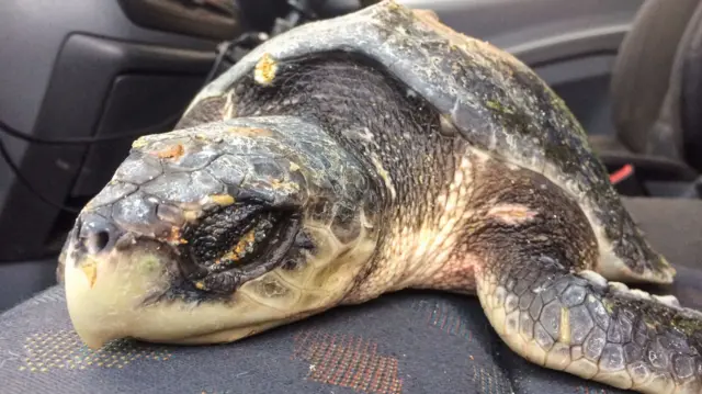 Rescued turtle