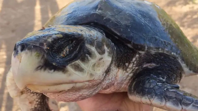 An injured Kemp's Ridley Turtle washed up on a Cornwall beach