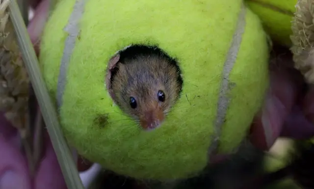 Harvest mouse. Pic: PA