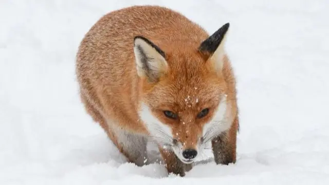 Fox in snow