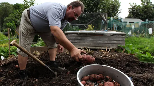 Man growing picking potatoes