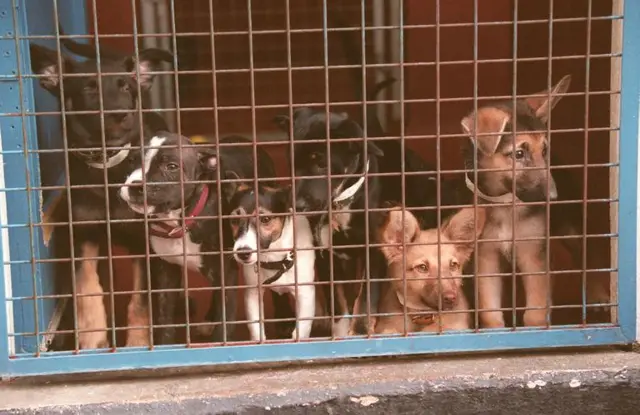 Puppies is rescue shelter