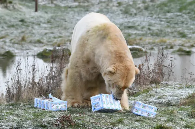 Polar bear rips open present