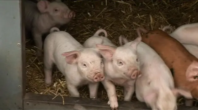 Pigs at farm