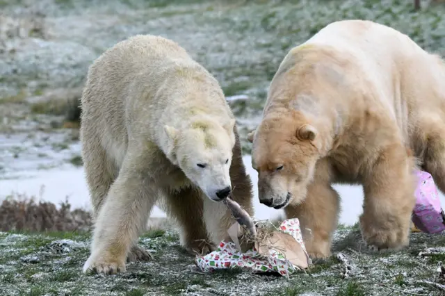 Bears eat their tasty treats