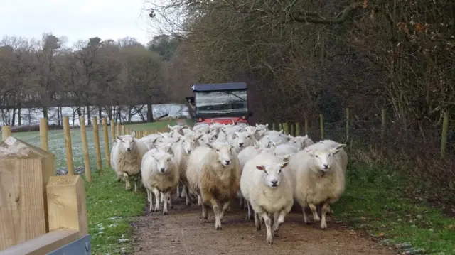 Sheep in Calke