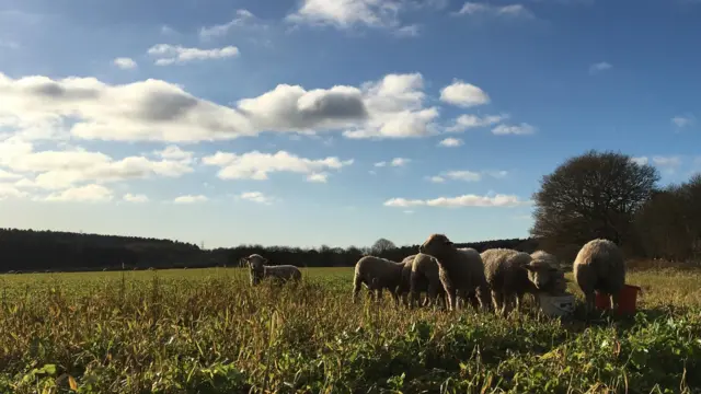 Sheep in Clipstone