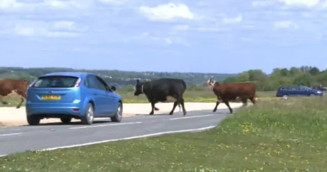 Cows on Minchinhampton Common