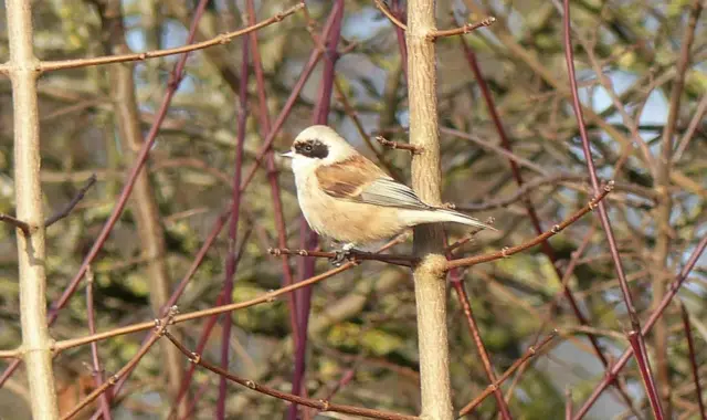 A penduline tit