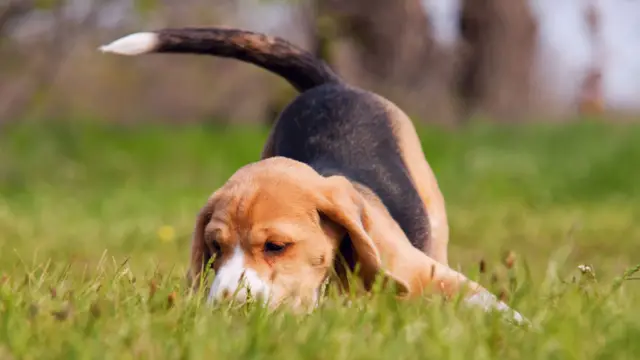 A dog with a long tail