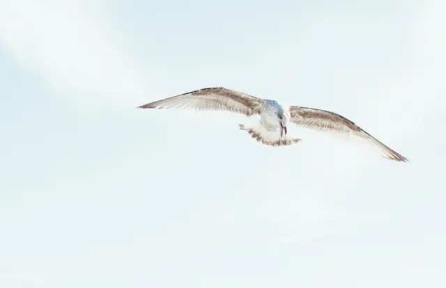 Gulliver the seagull