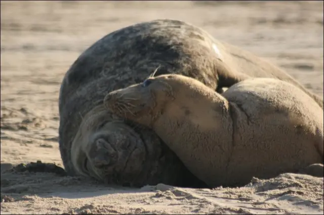 seals