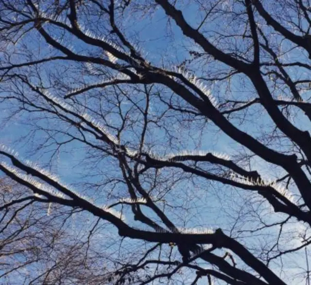 Tree with spikes