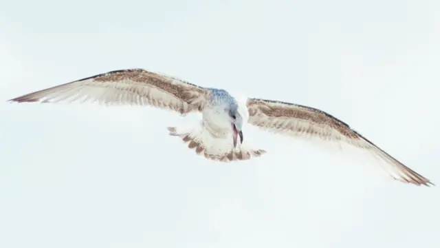 Gulliver the seagull