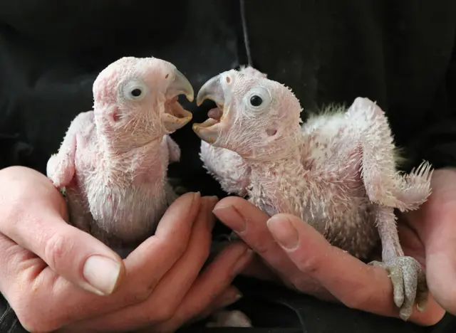 Citron-crested cockatoos. Pic: Paradise Park