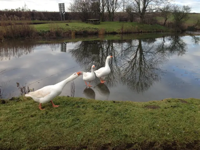 Geese on the ice