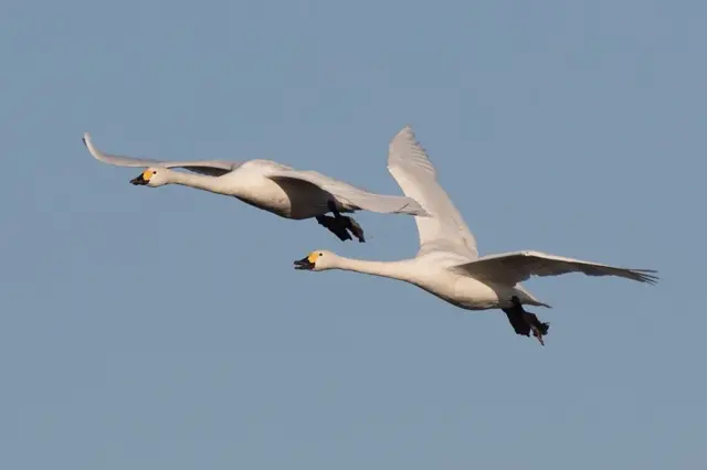 Bewick's Swans