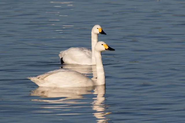 Bewick's Swans