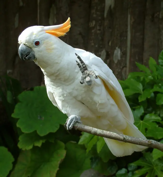 Cedric the cockatoo. Pic: Paradise Park