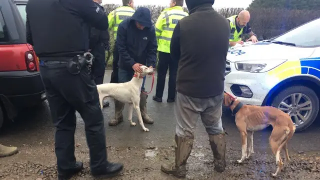 hare coursing