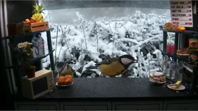 A bird at the "snack bar"